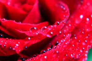 red-roses-flower-rose-pictures-357
